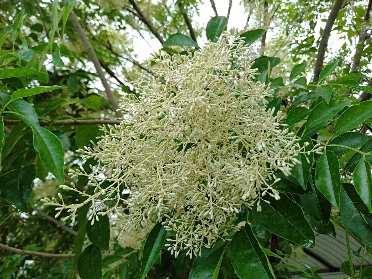 Fraxinus sieboldiana flower