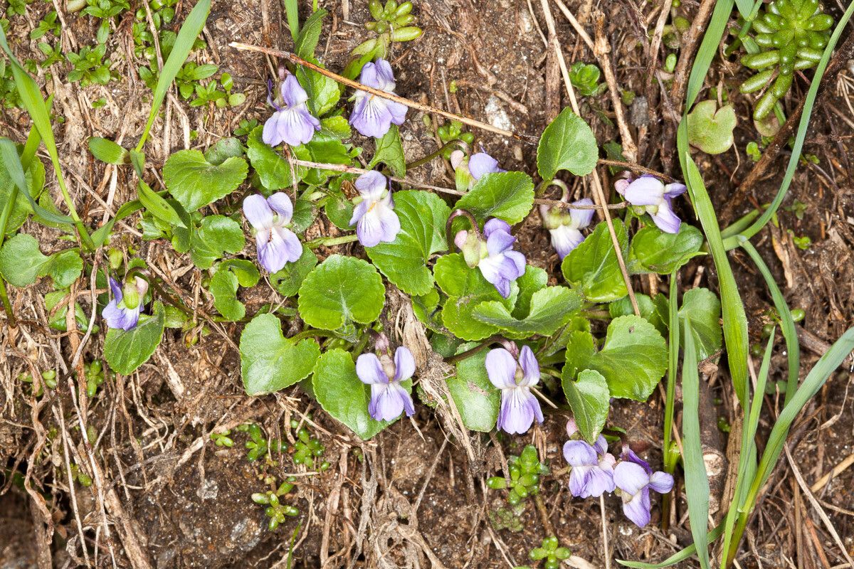 Viola collina — search result for 'Viola'