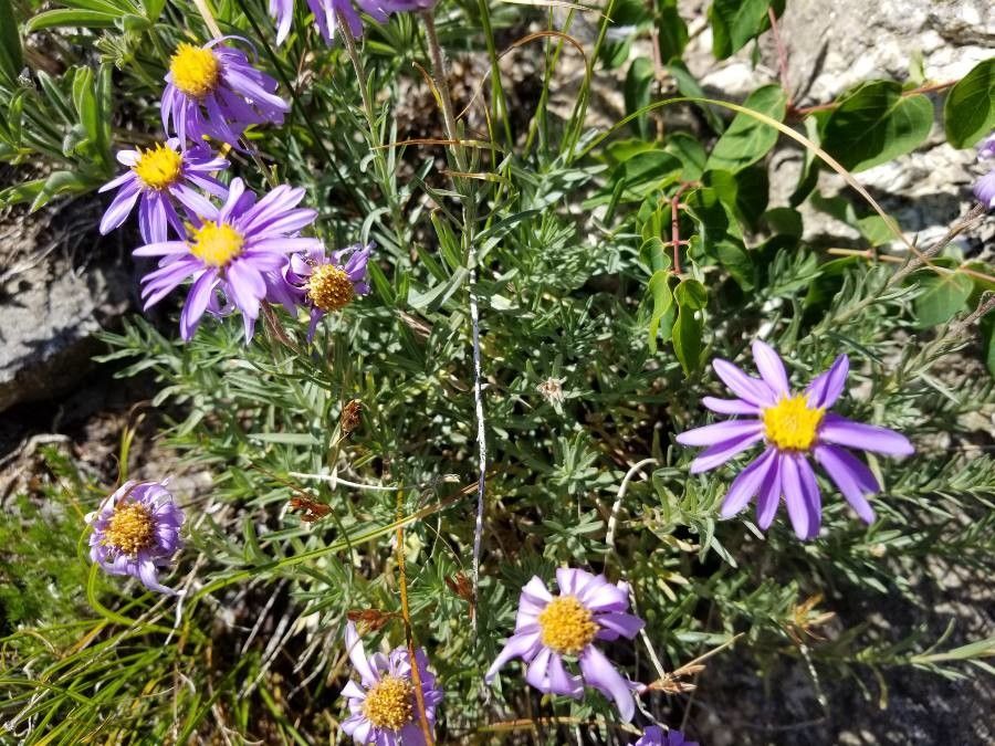 Oreostemma alpigenum flower