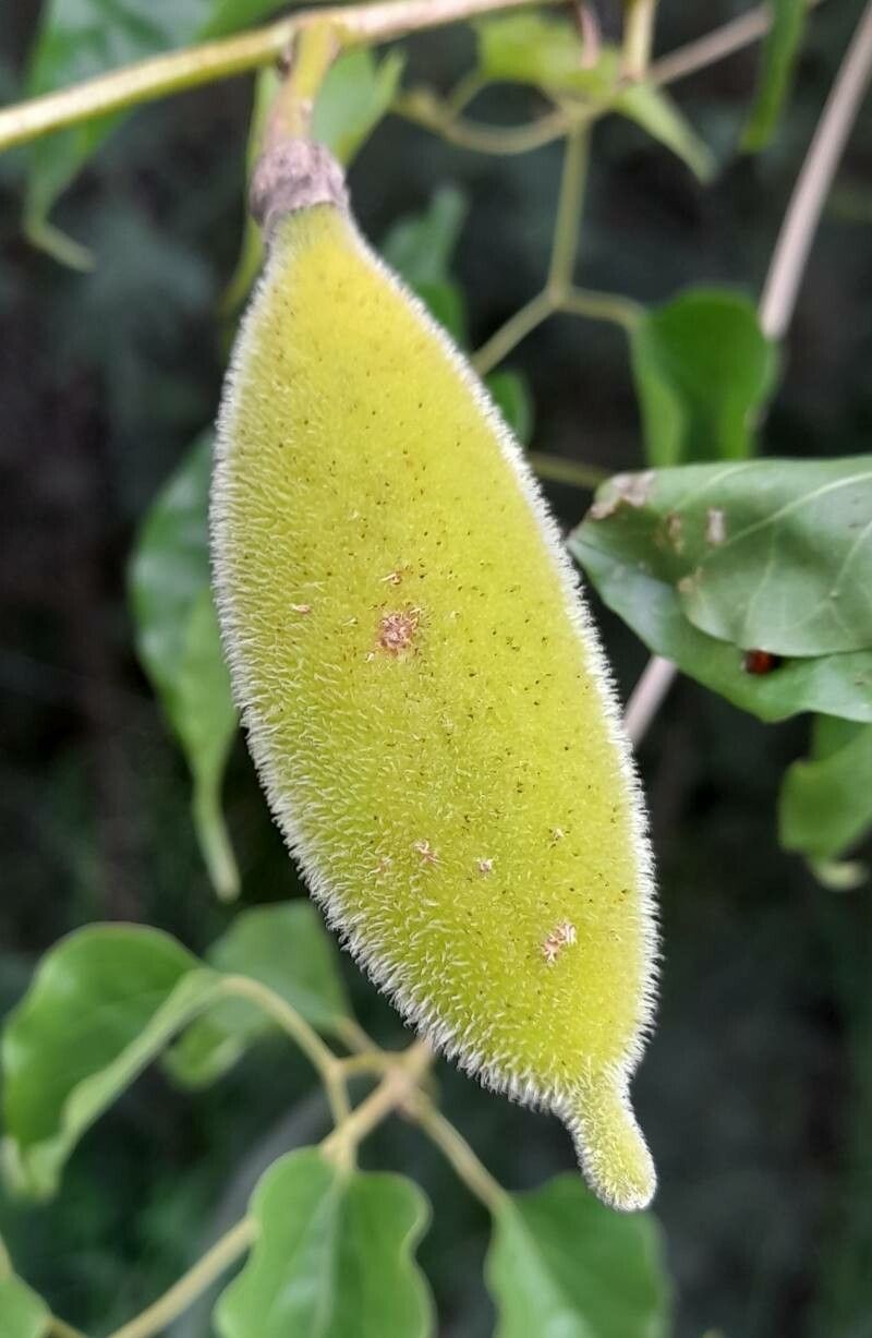 Amphilophium carolinae fruit
