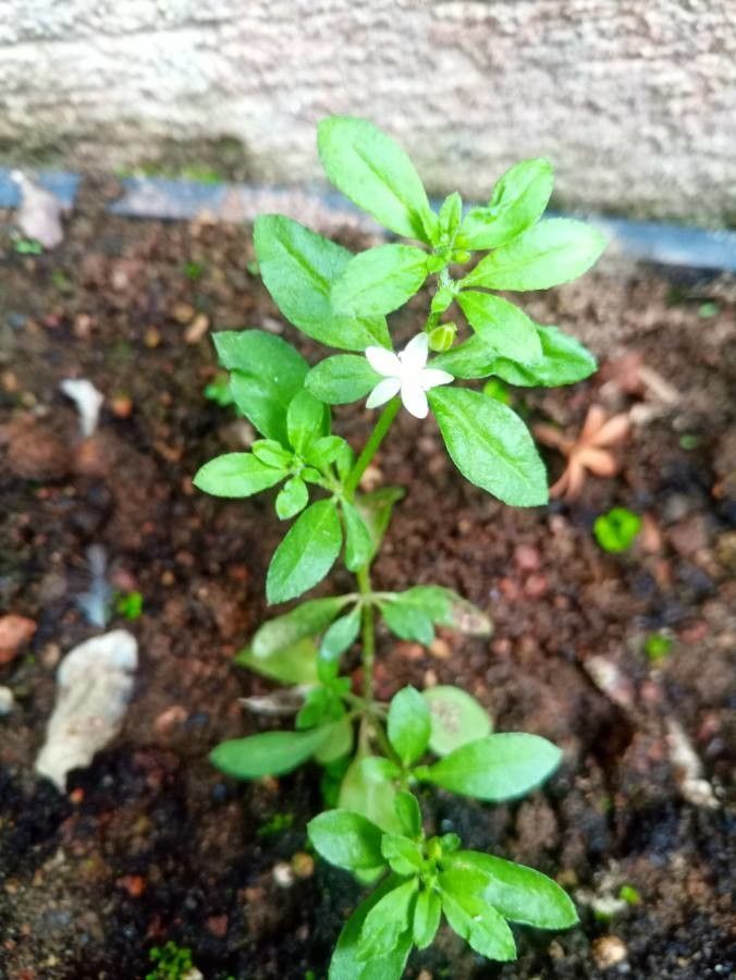 Glinus oppositifolius habit