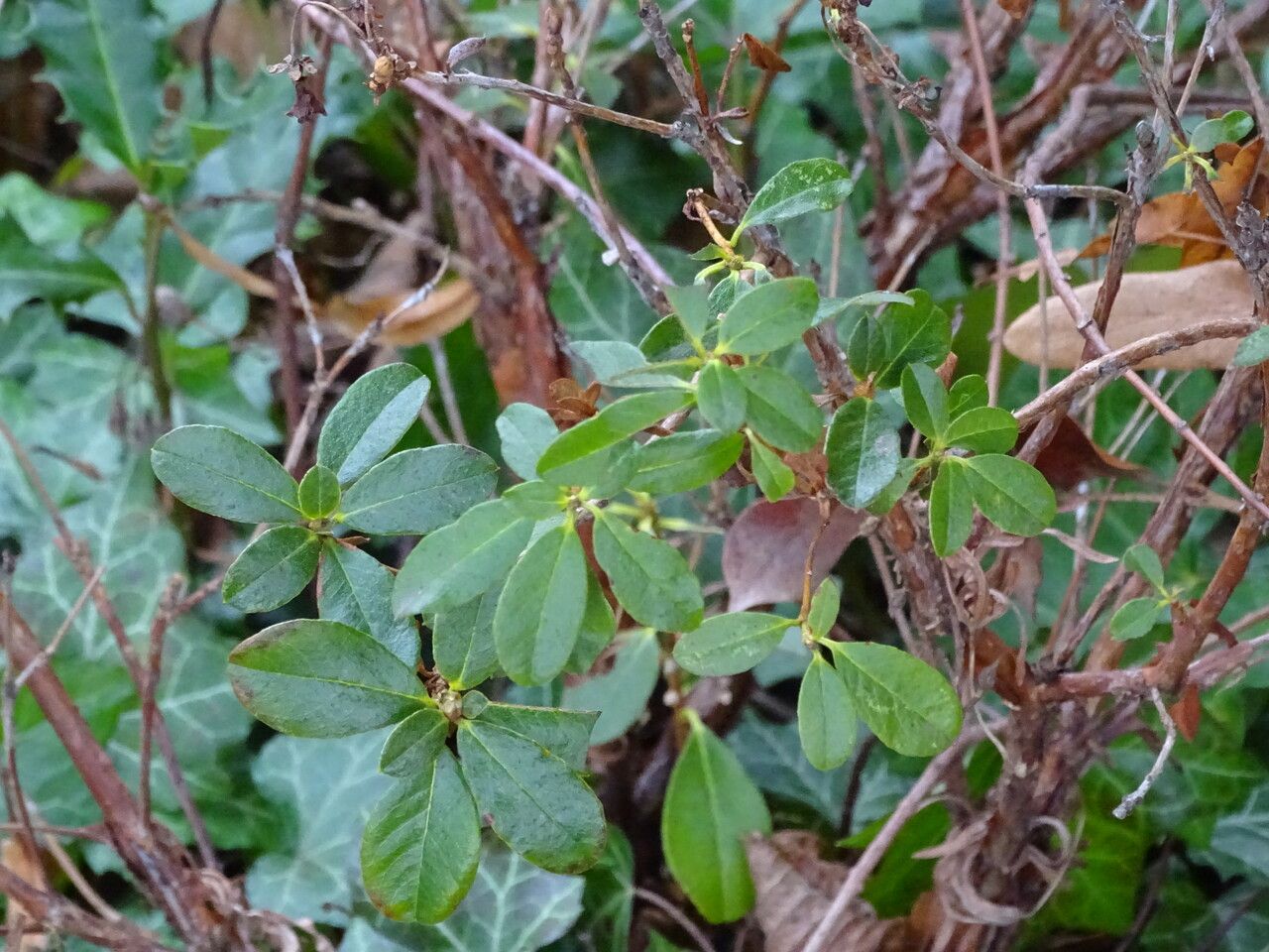 Rhododendron brachyanthum — houseplant care guide