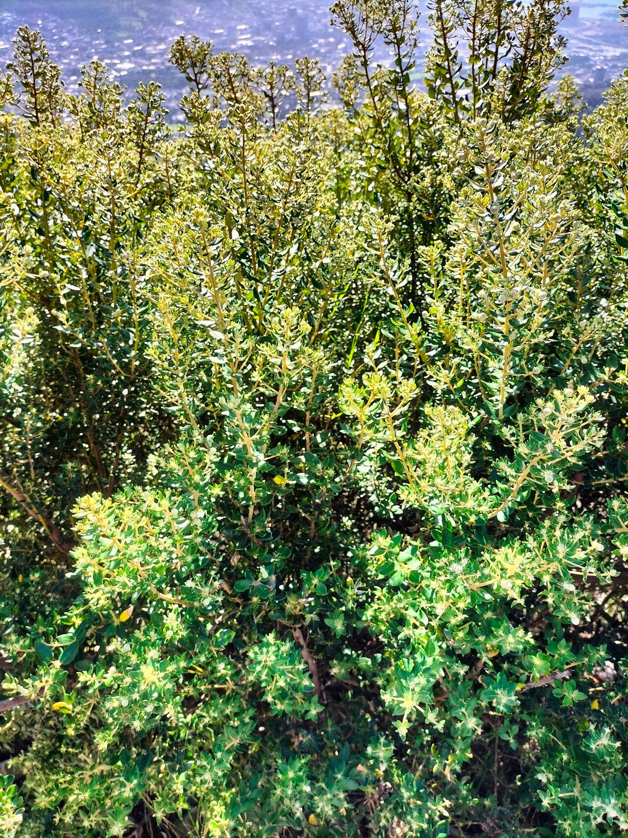 Phylica buxifolia habit
