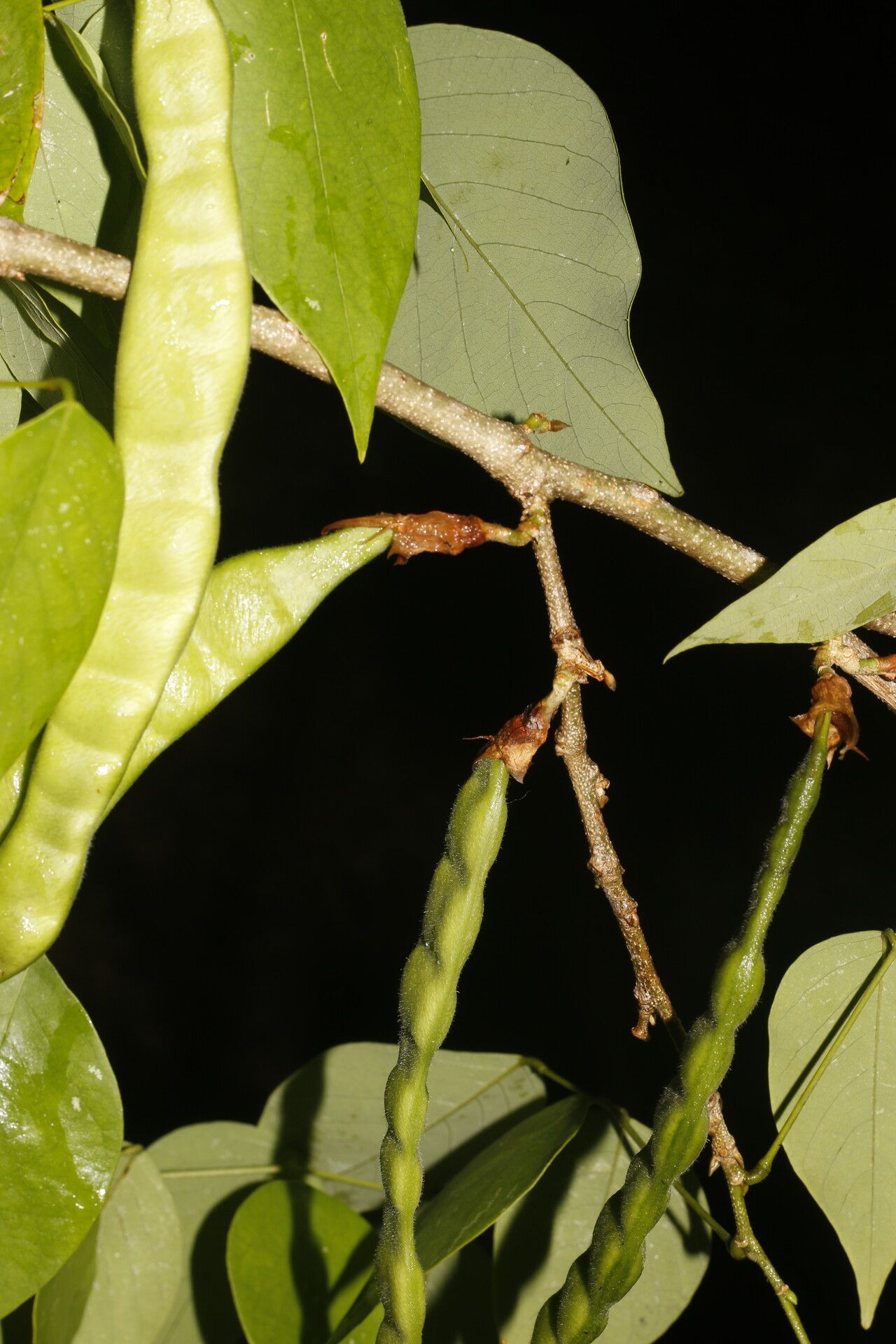 Clitoria glaberrima fruit