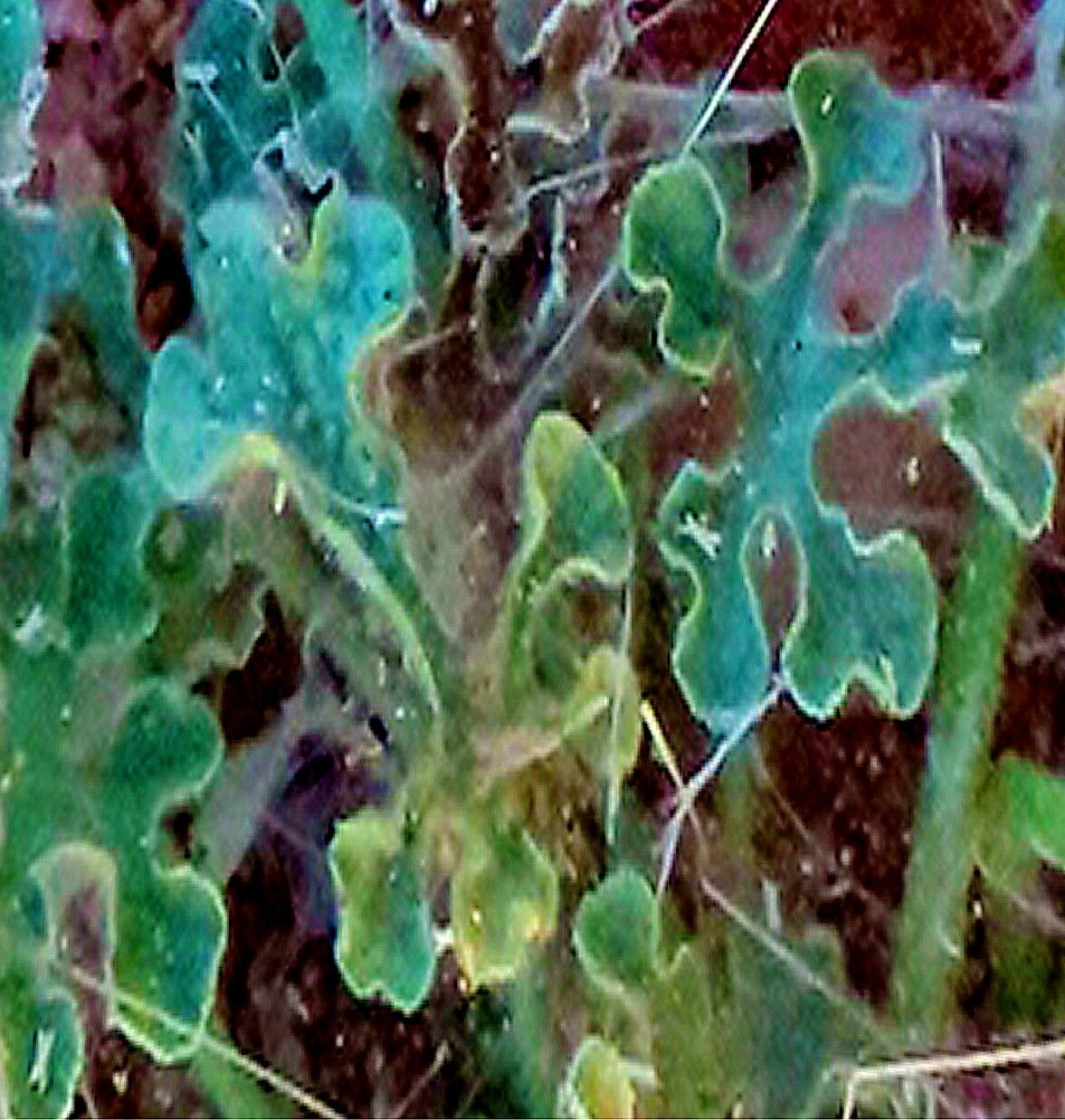 Citrullus rehmii — houseplant care guide