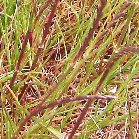 Microchloa kunthii flower