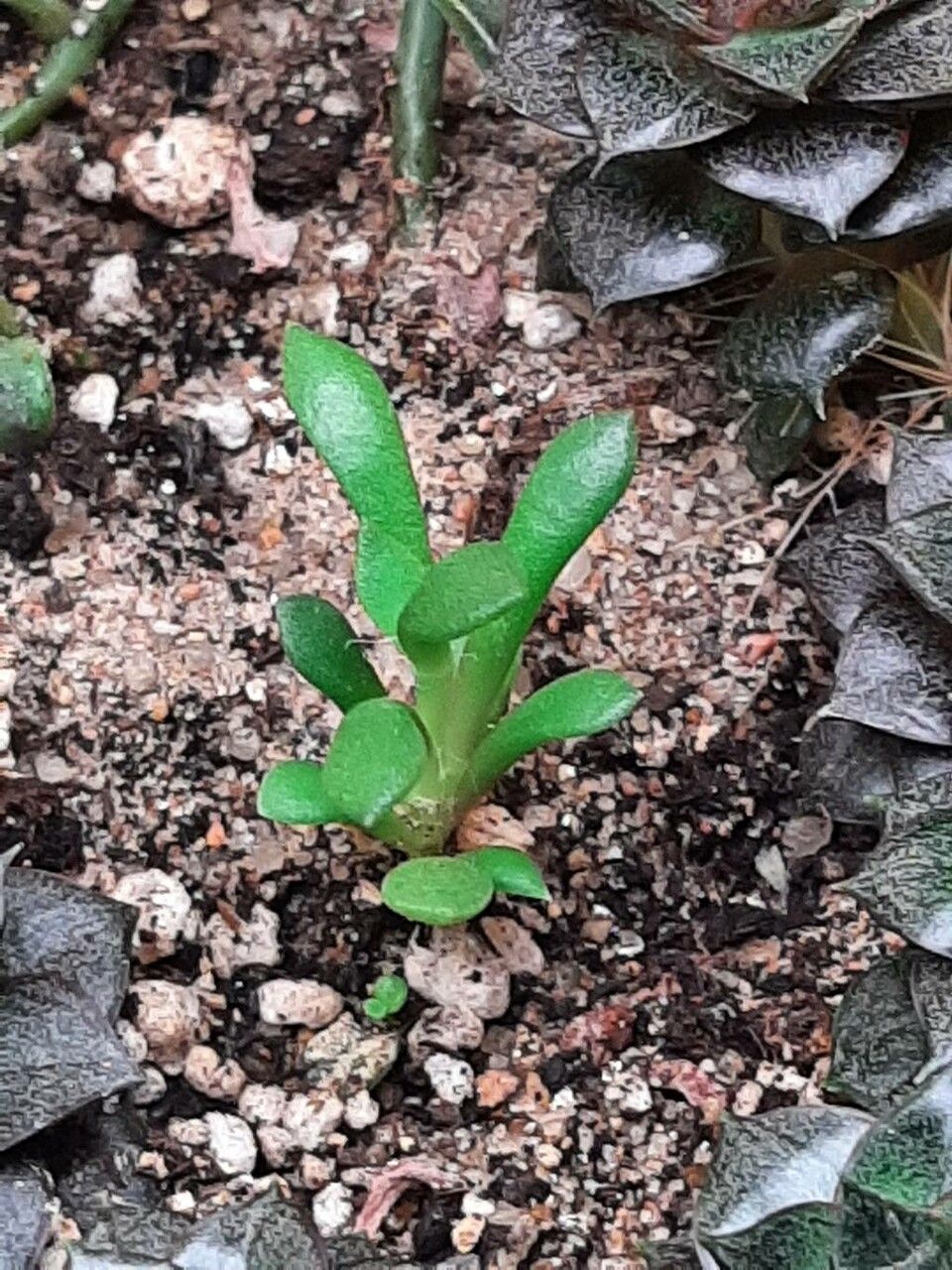 Anacampseros marlothii — search result for 'Anacampseros'