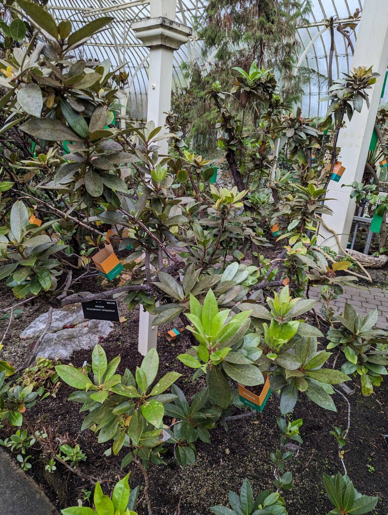 Rhododendron rarilepidotum habit