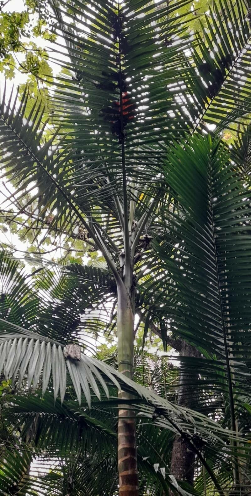 Prestoea acuminata — houseplant care guide