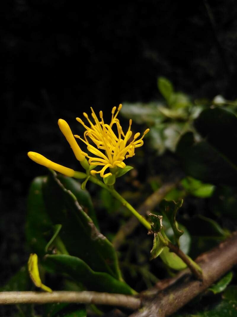 Gaiadendron punctatum flower