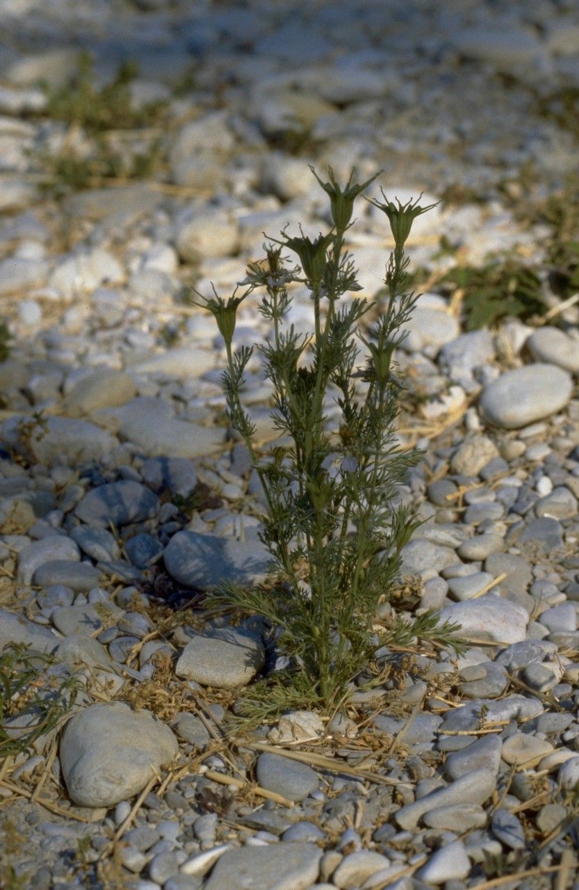 Nigella hispanica fruit
