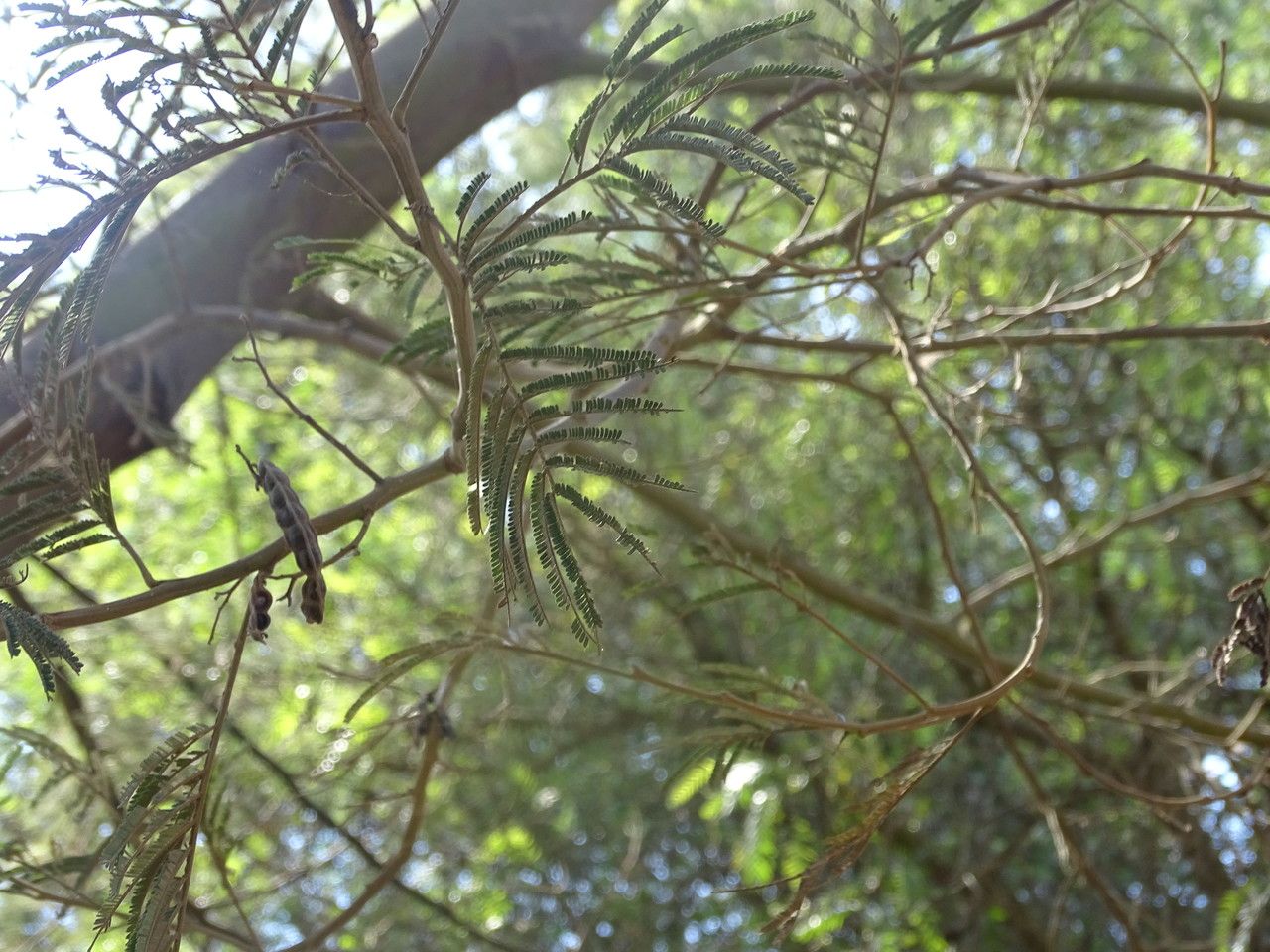 Acacia mearnsii leaf