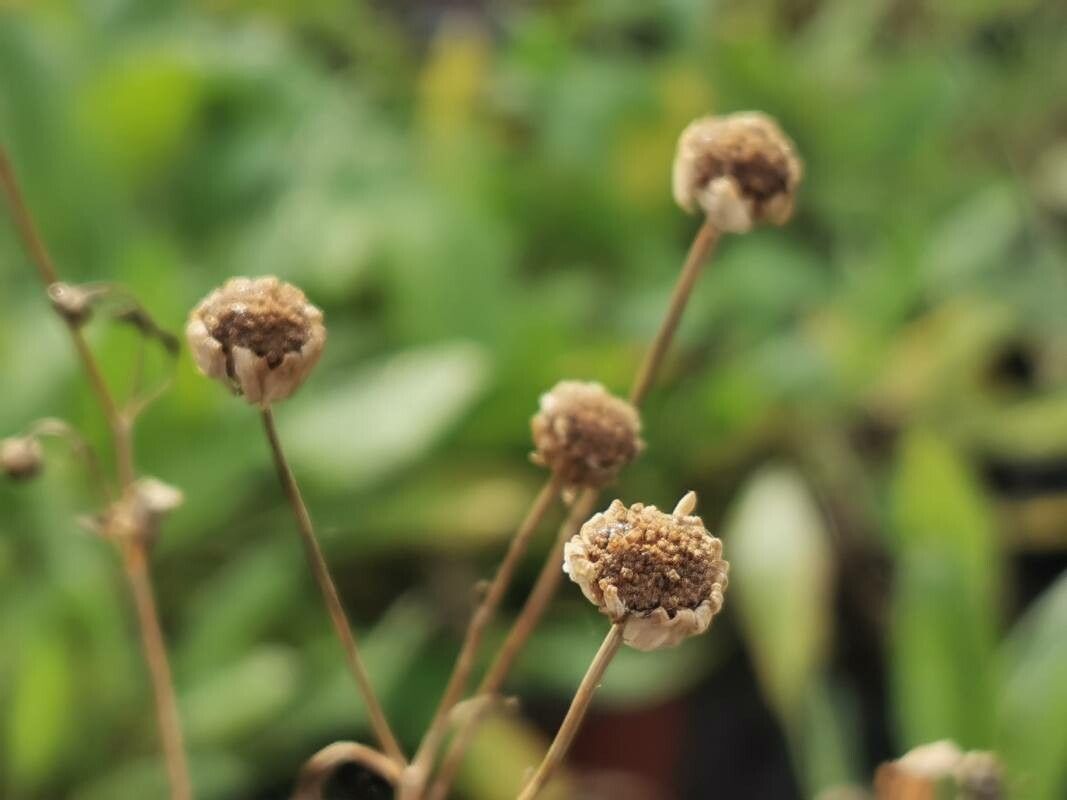 Tanacetum balsamita fruit