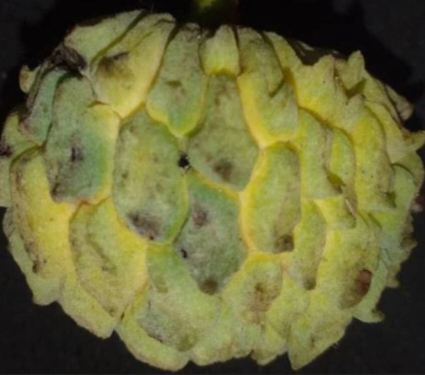 Annona edulis fruit