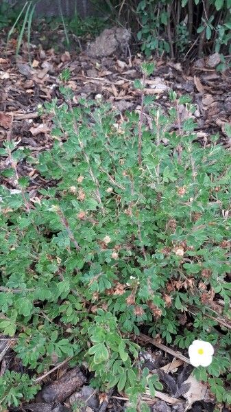 Potentilla alsatica