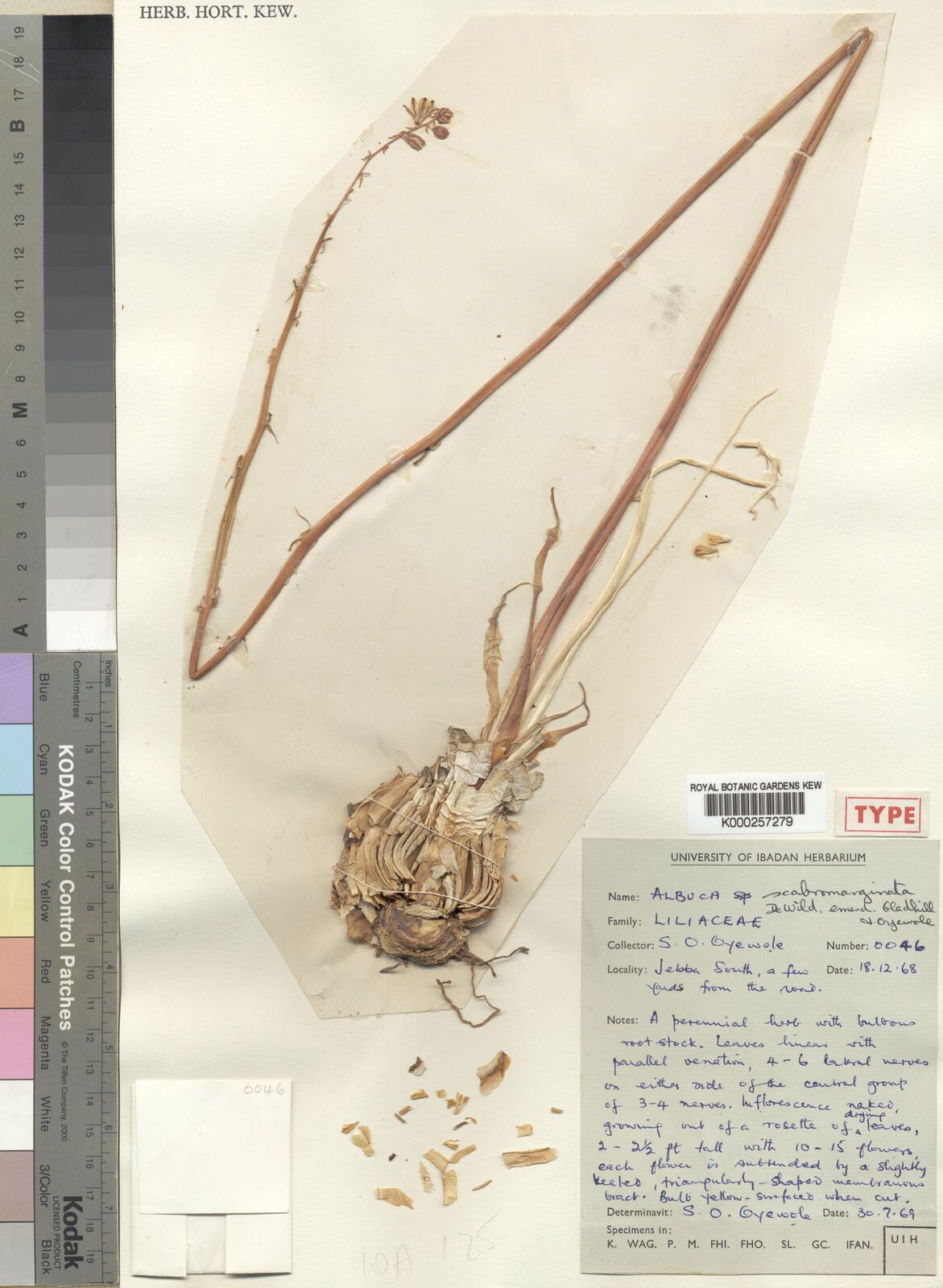 Albuca scabromarginata — houseplant care guide