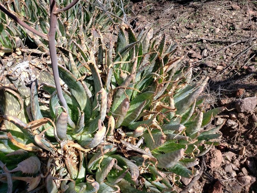 Aloe mubendiensis — search result for 'Uganda'