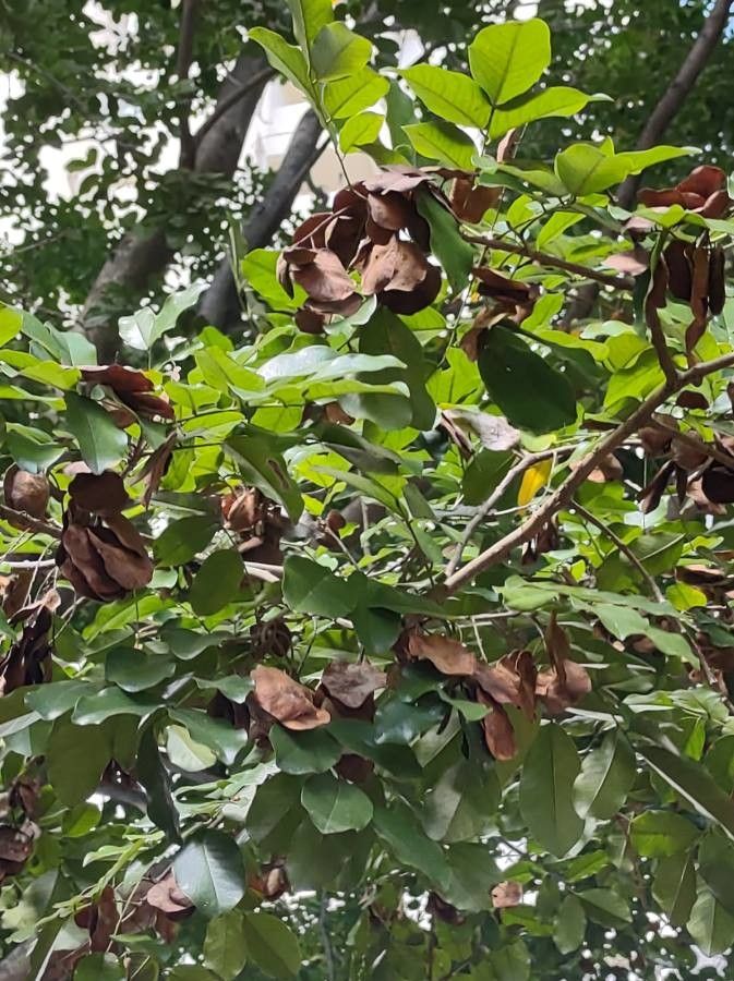 Pterocarpus rotundifolius fruit