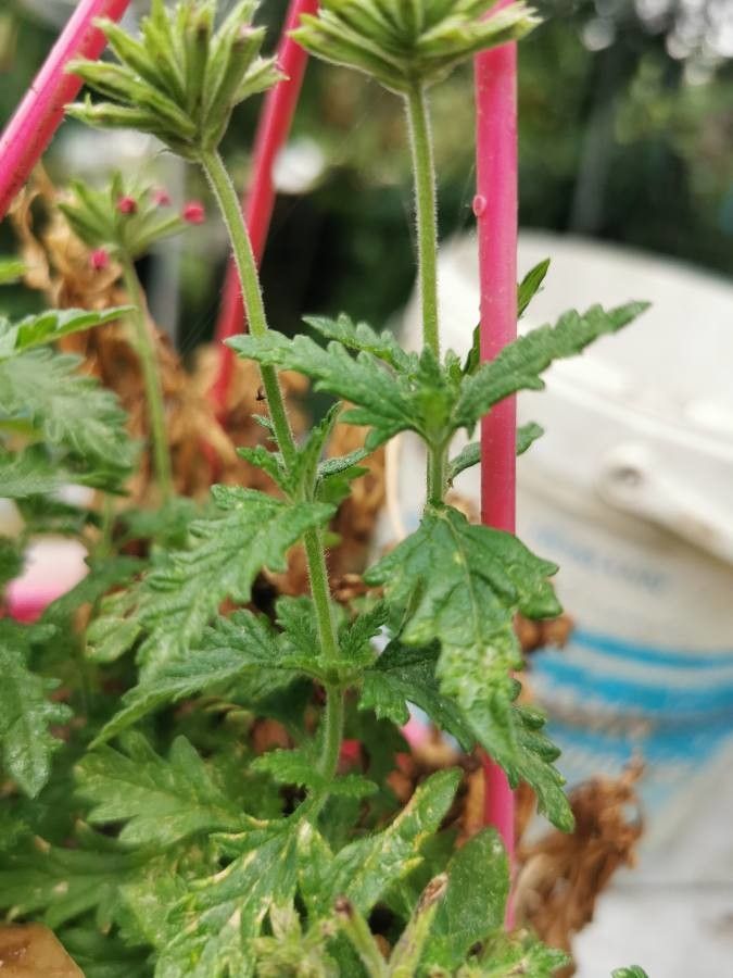 Glandularia peruviana bark