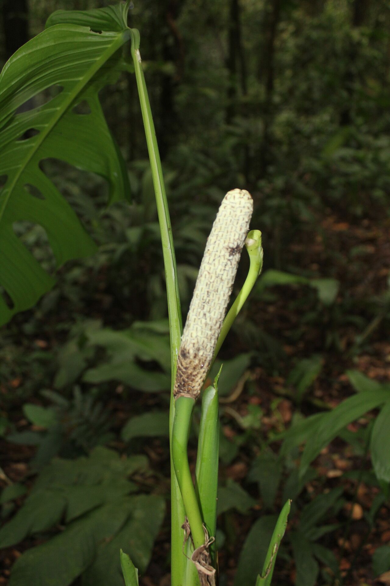 Monstera oreophila bark