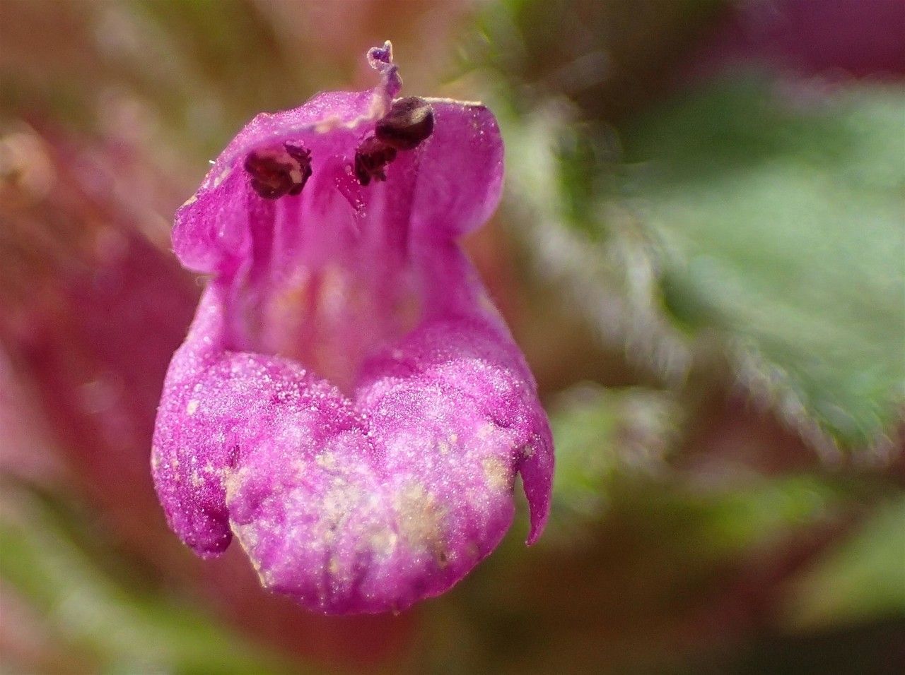 Stachys pradica flower