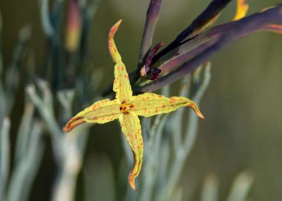 Franklandia fucifolia — search result for 'Proteaceae'