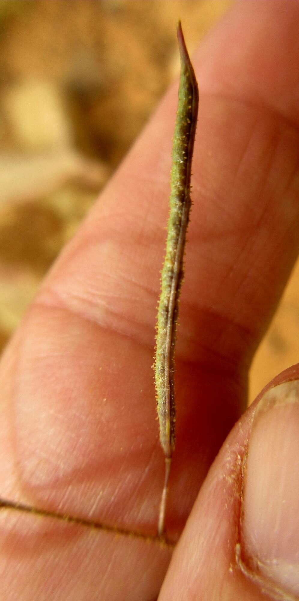 Cleome scaposa fruit