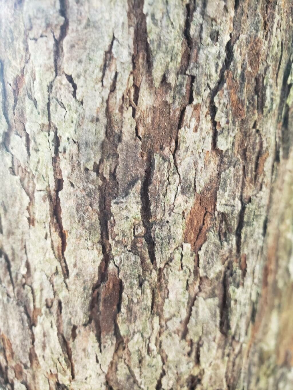 Crataegus collina bark