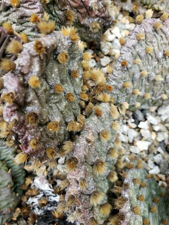 Opuntia macrorhiza leaf