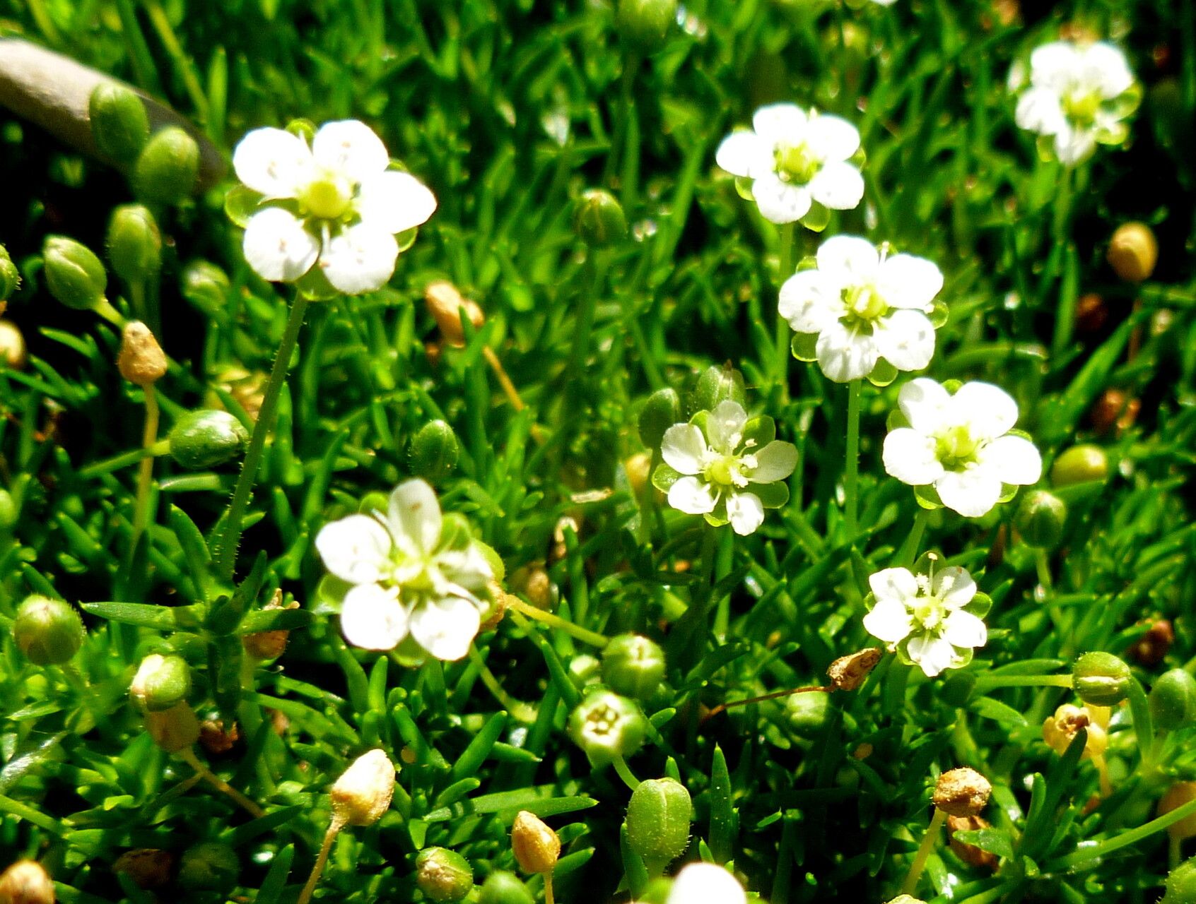 Sabulina michauxii — houseplant care guide