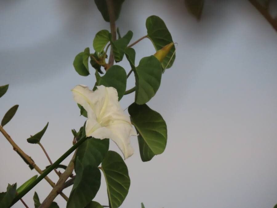 Ipomoea stenosiphon flower