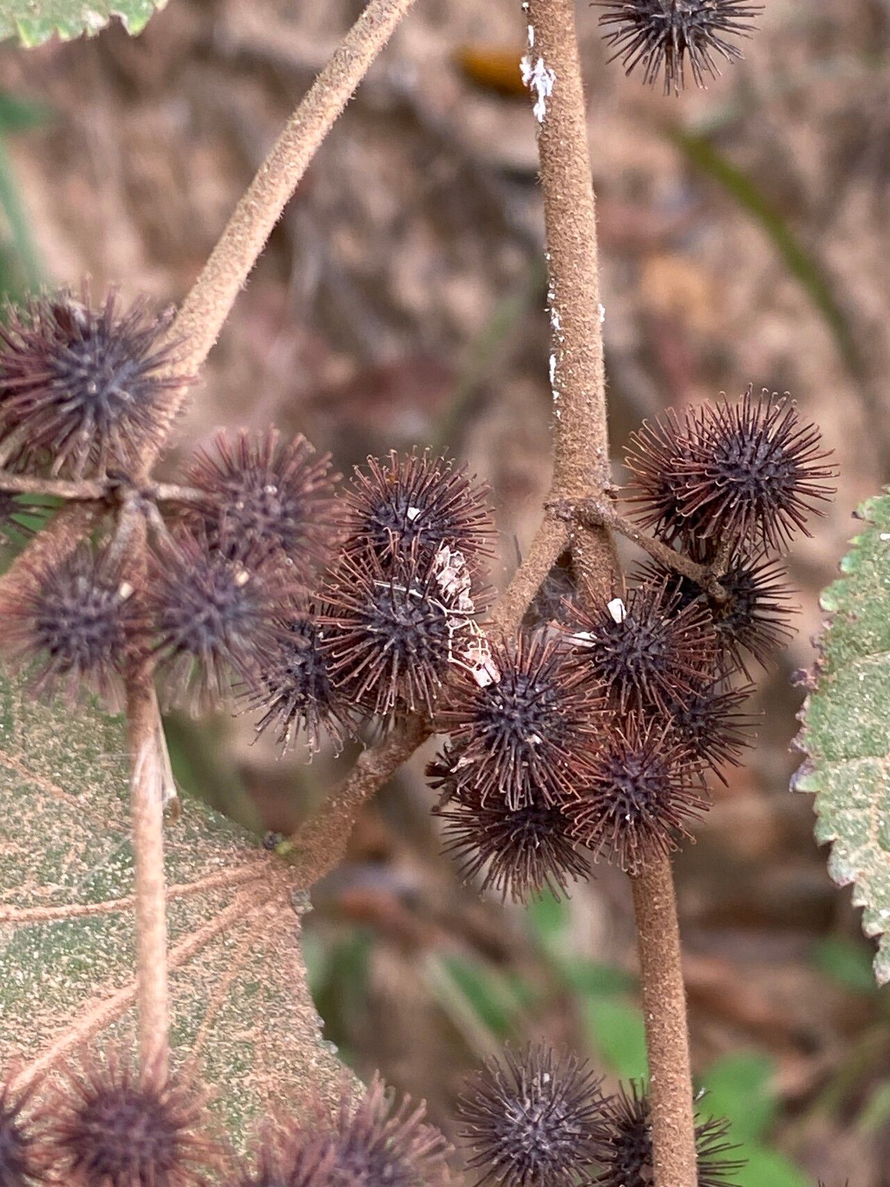Triumfetta althaeoides — related species from the same genus