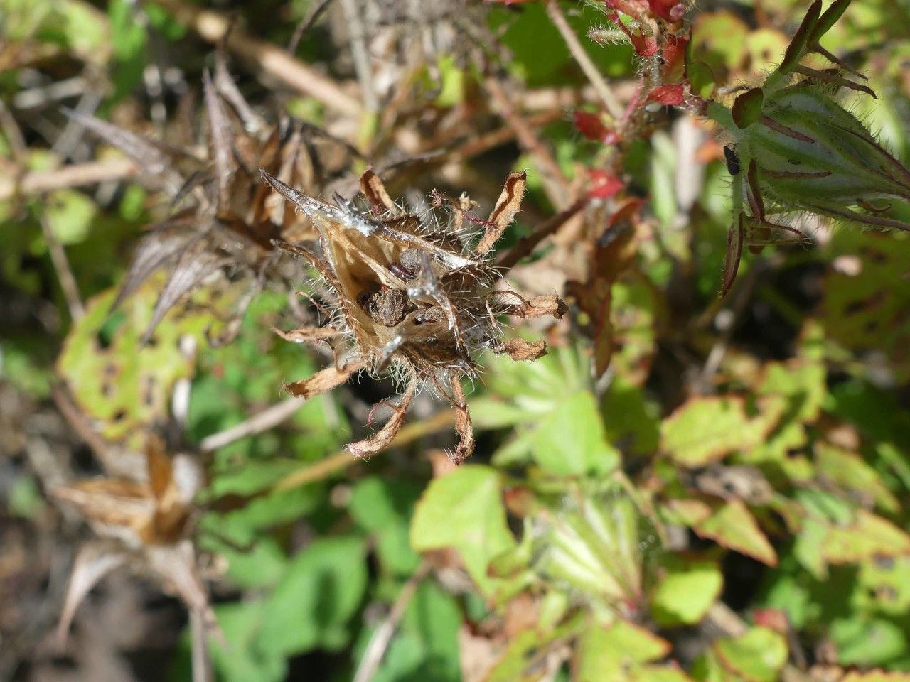 Hibiscus surattensis fruit