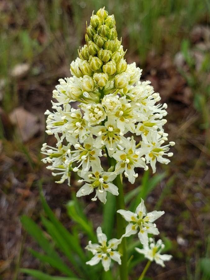 Zigadenus venenosus — search result for 'Melanthiaceae'