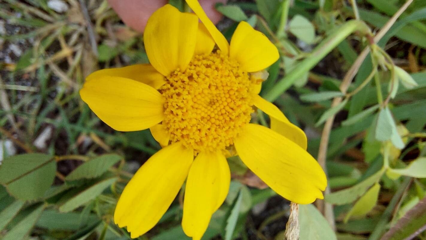 Chrysanthemum segetum flower
