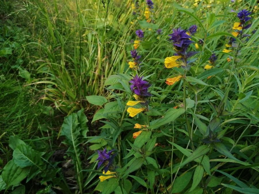 Melampyrum subalpinum habit