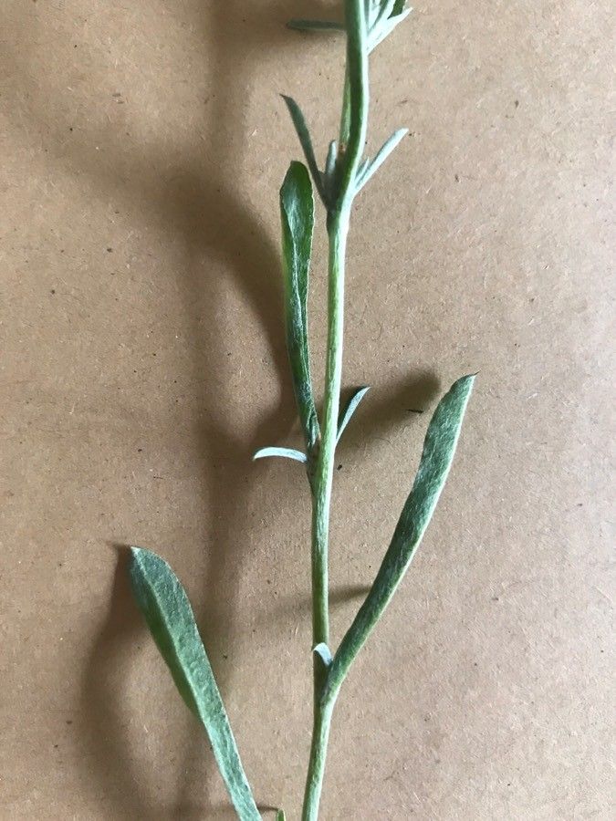 Gnaphalium antillanum — related species from the same genus