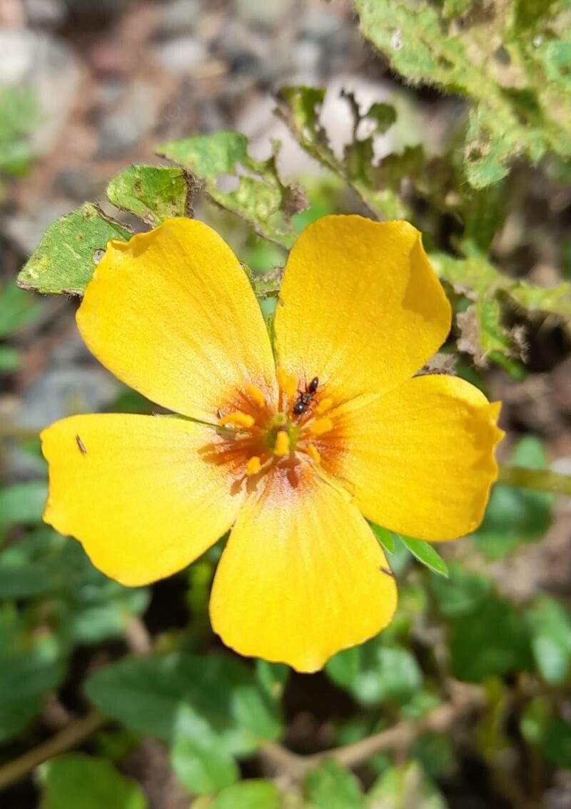 Kallstroemia tribuloides flower