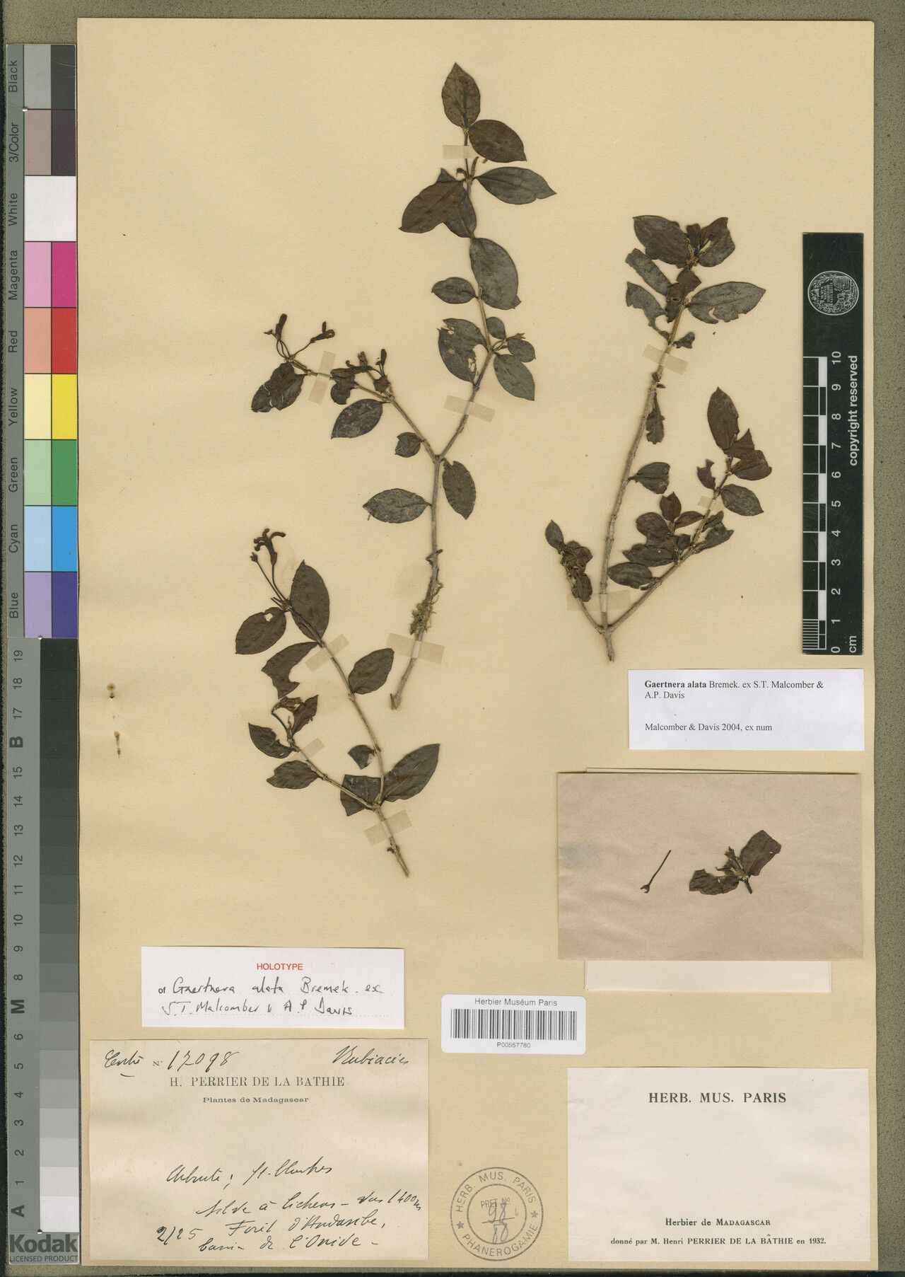 Gaertnera alata — related species from the same genus