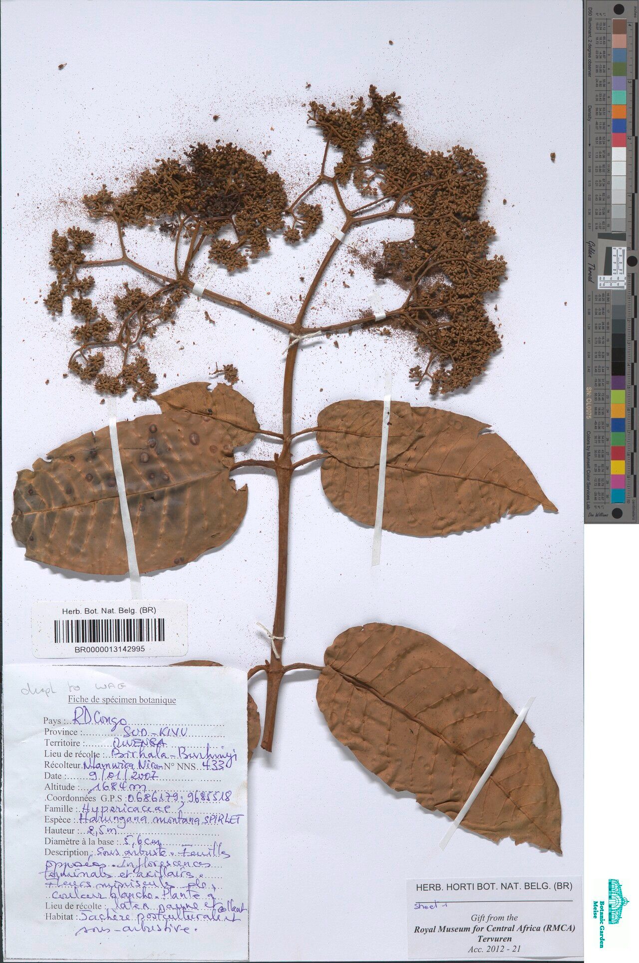 Harungana montana — related species from the same genus