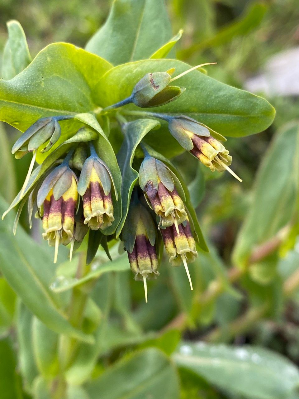 Cerinthe glabra flower