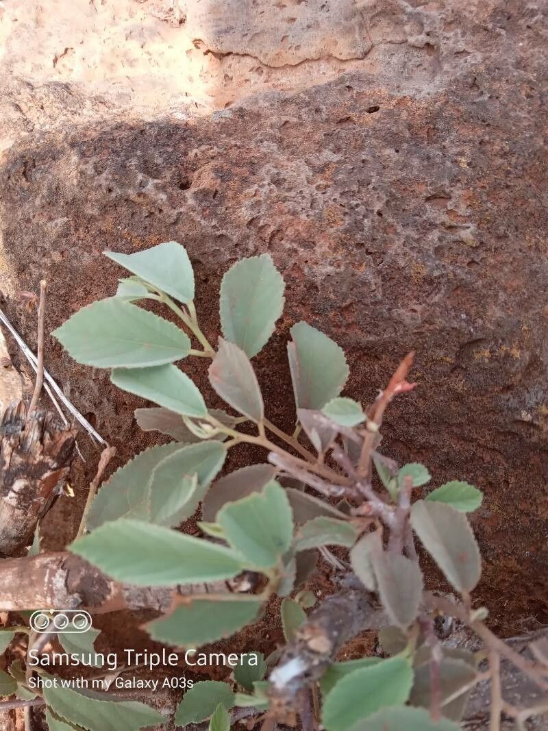 Grewia bicolor — search result for 'Bangladesh'