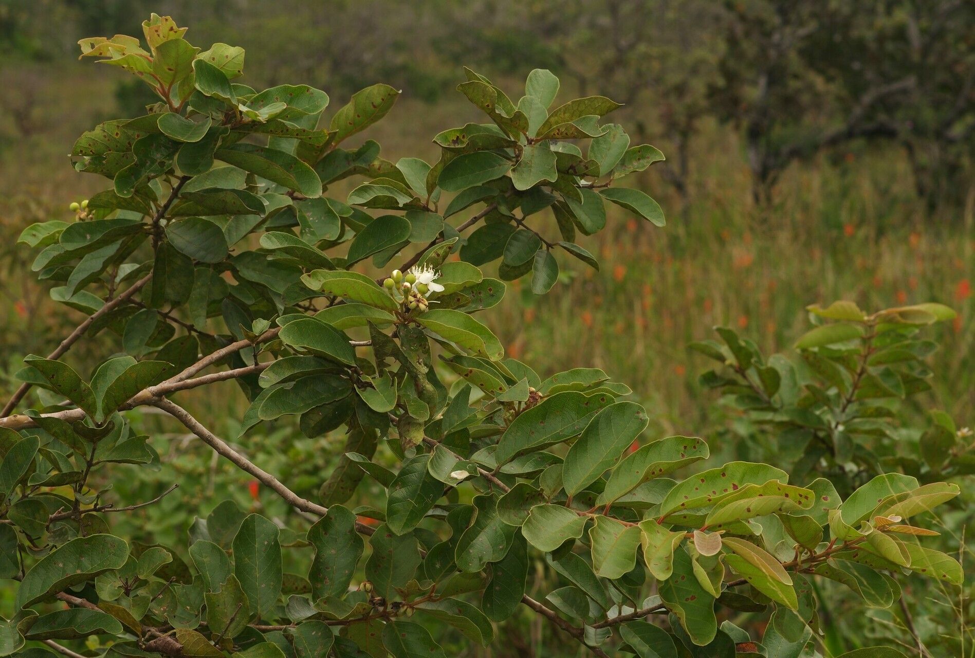 Psidium guyanense habit