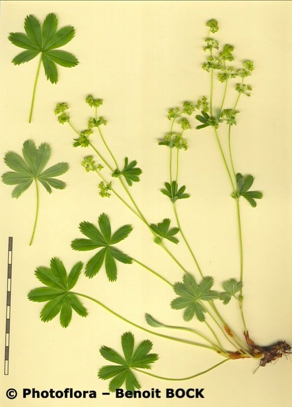 Alchemilla glacialis — houseplant care guide
