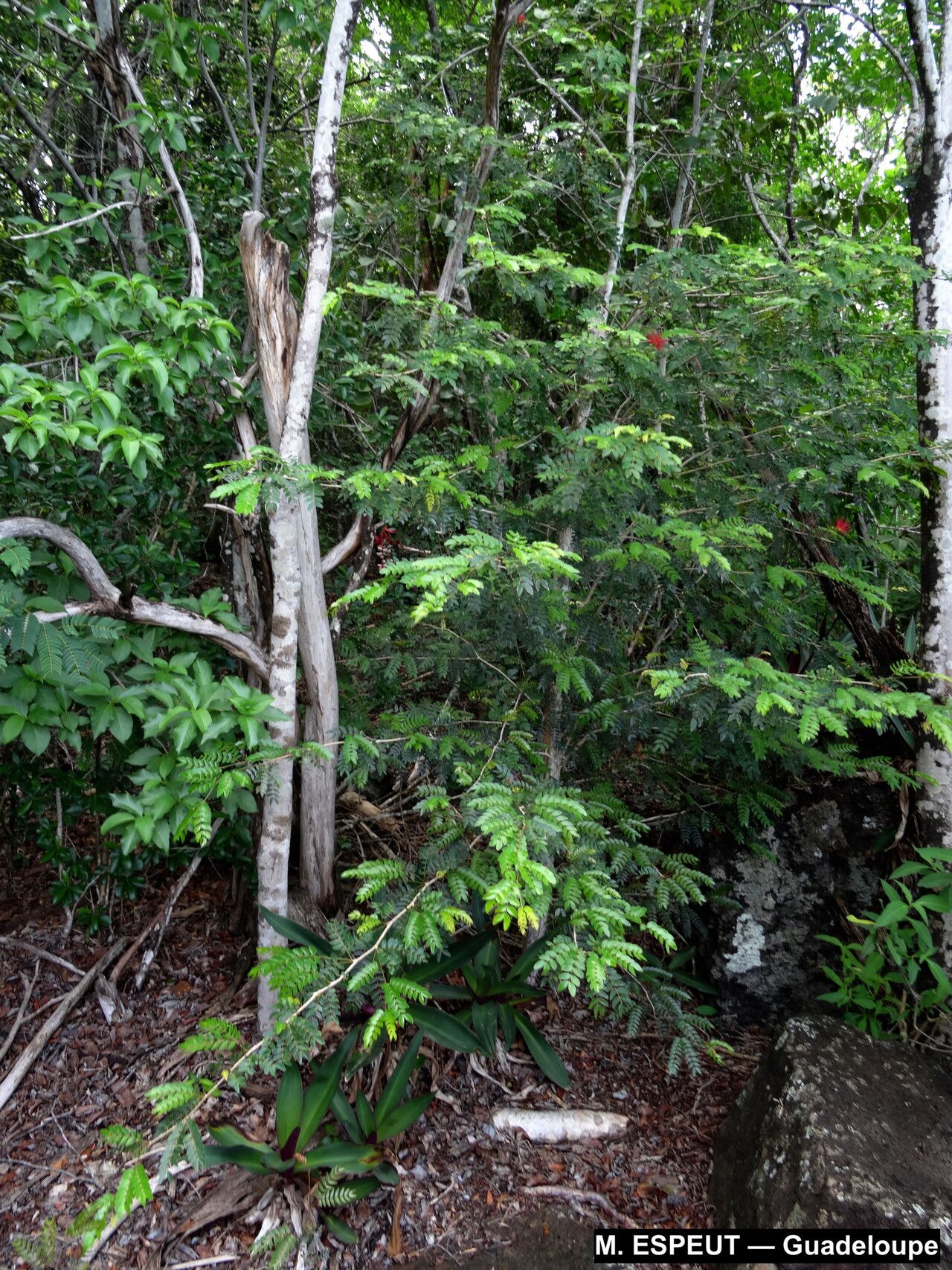 Calliandra purpurea habit
