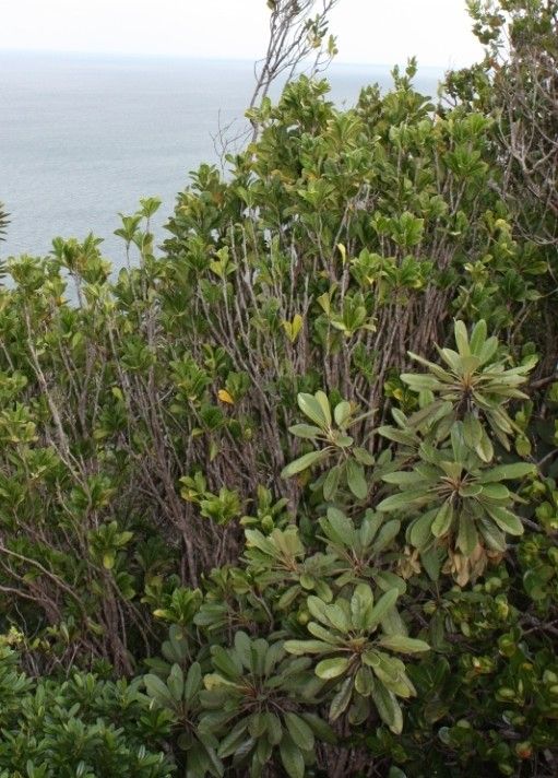 Oxera pancheri habit