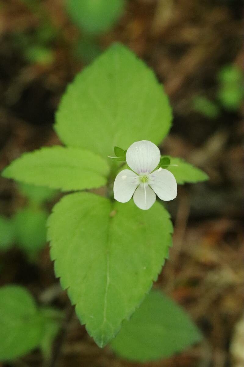 Veronica miqueliana — houseplant care guide