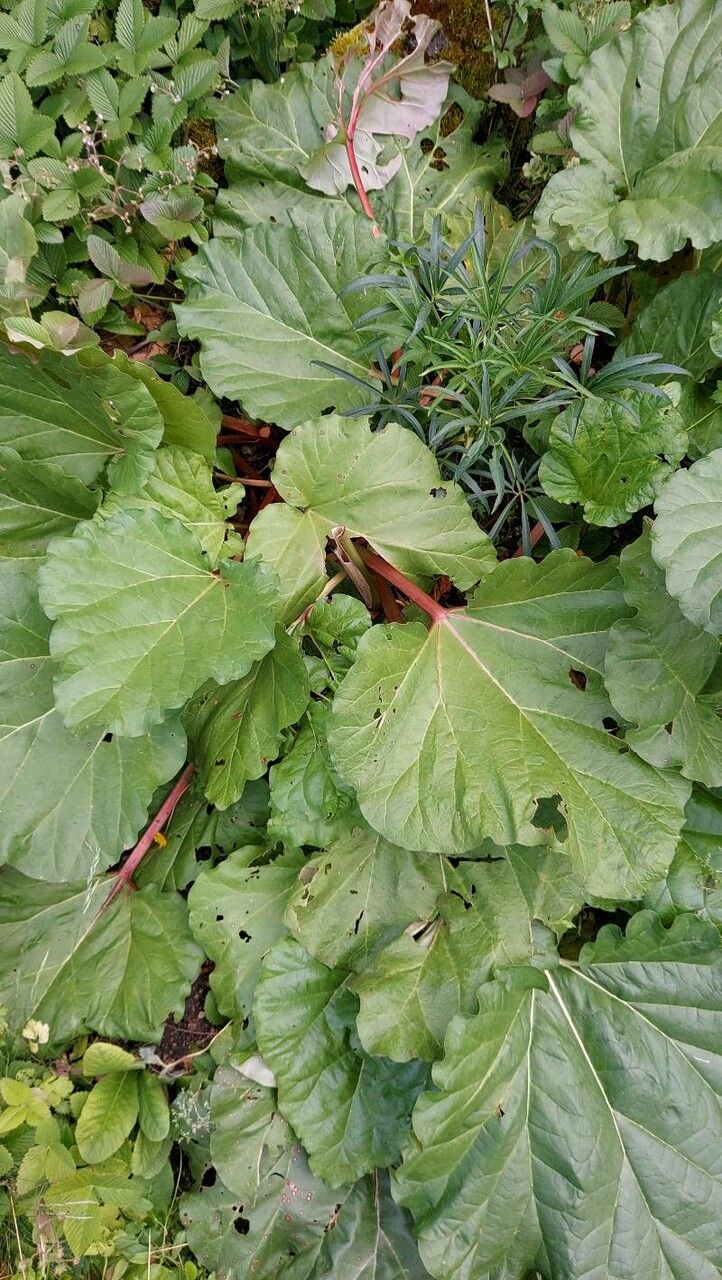 Rheum × hybridum fruit