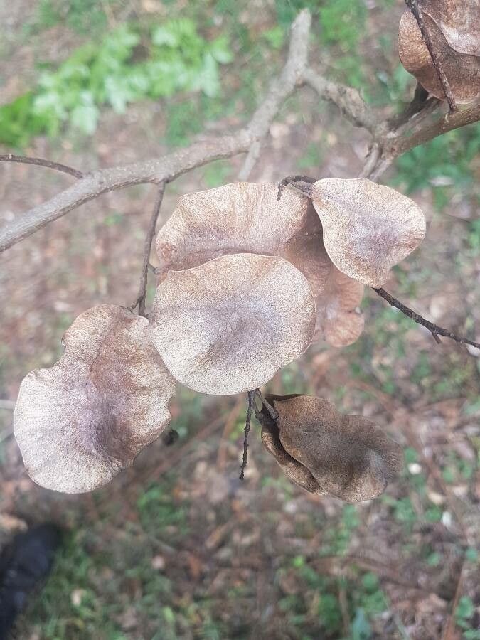 Pterocarpus rohrii fruit
