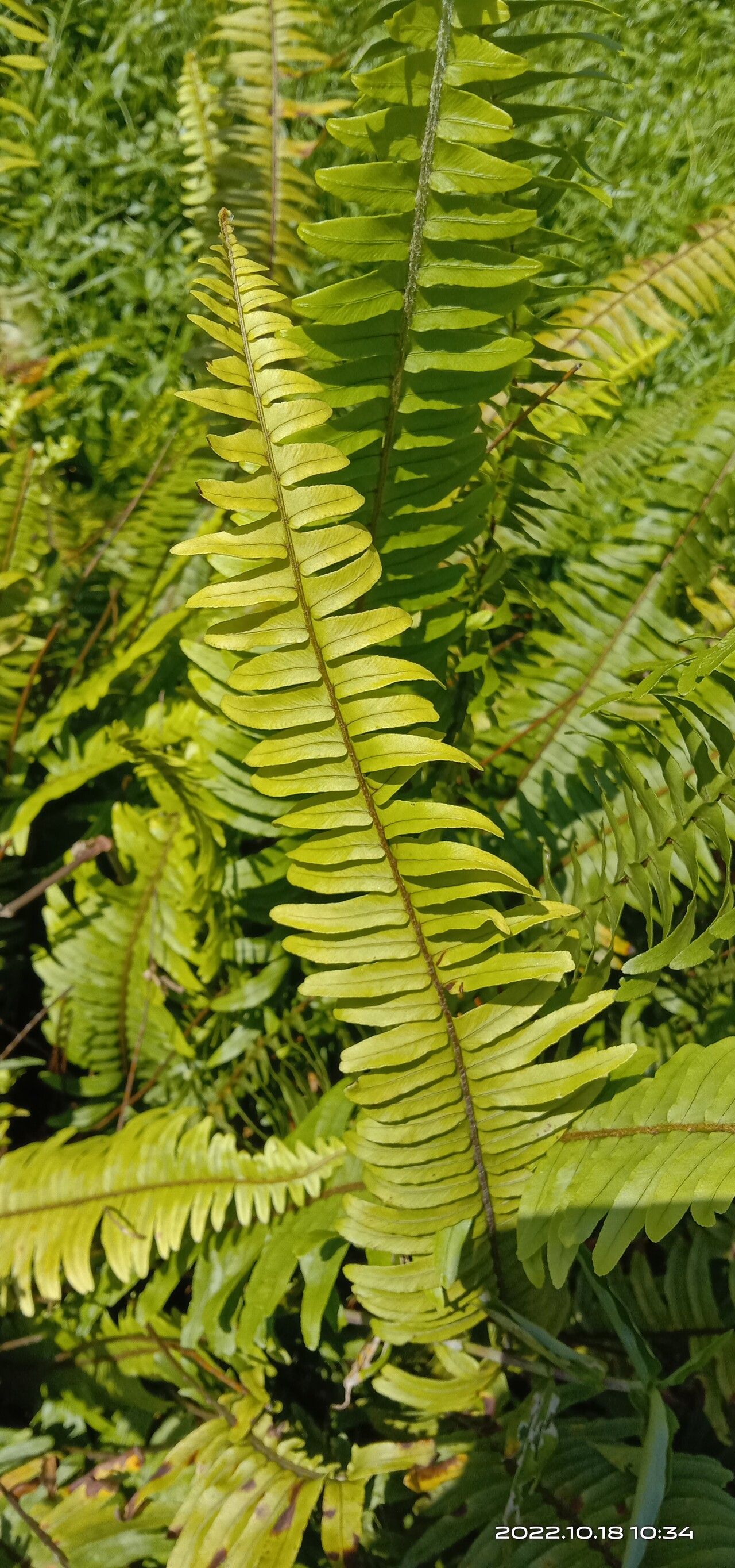 Nephrolepis brownii leaf